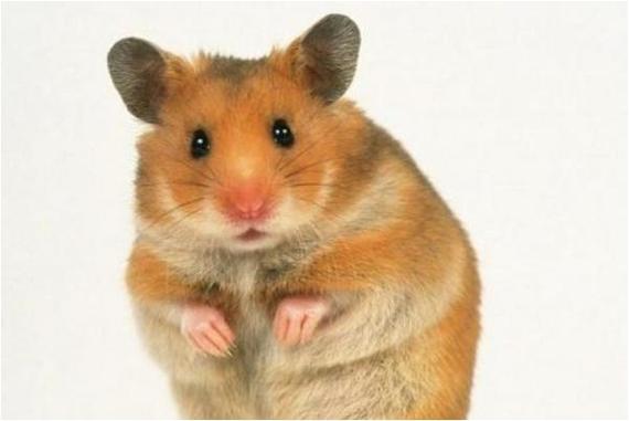 上下阶级打一生肖(阶级斗争:鼠象对决)